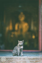 Phra Meow